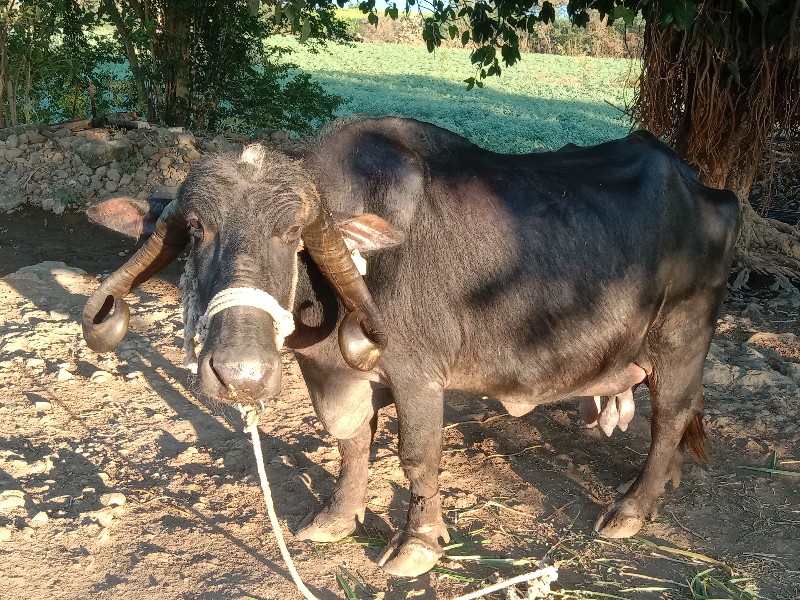 ભેંસ વેચવાની છે