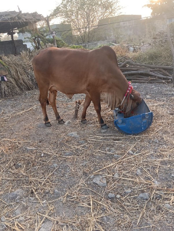 ગીર હોડકી વેચવા...