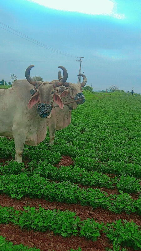 બળદ વેચવાના છે