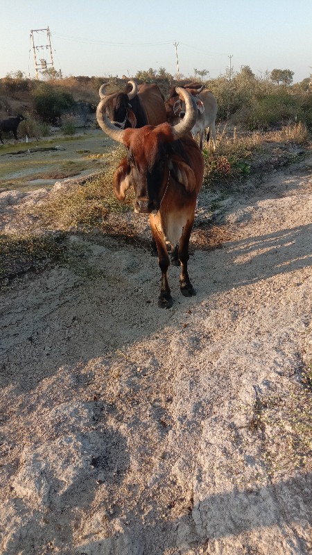 ત્રણ ગાય વેચવાન...