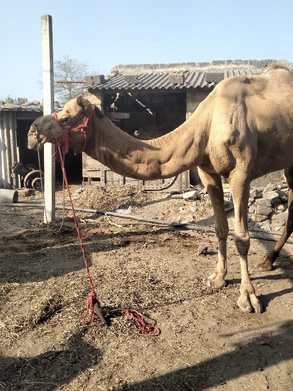 ઉમેશ મકવાણા