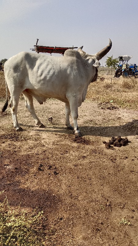 બળધ વેચવાનાછે છ...