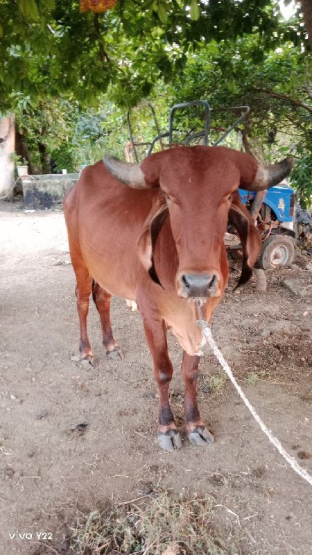 ગીર ગાય વેચવાની...