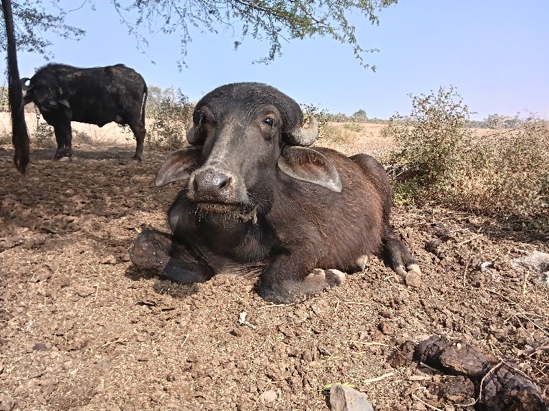 પાડો વેચવાનો છે