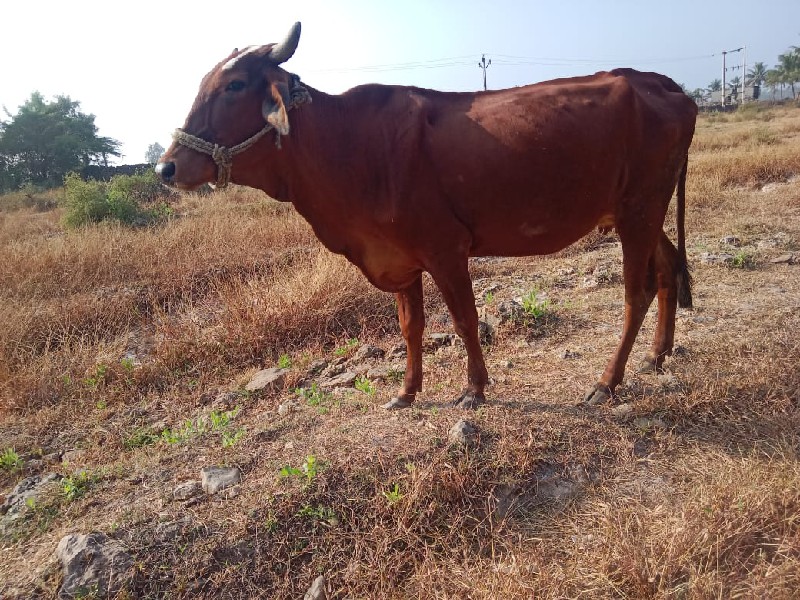 જર્સી ગાય વેચવા...