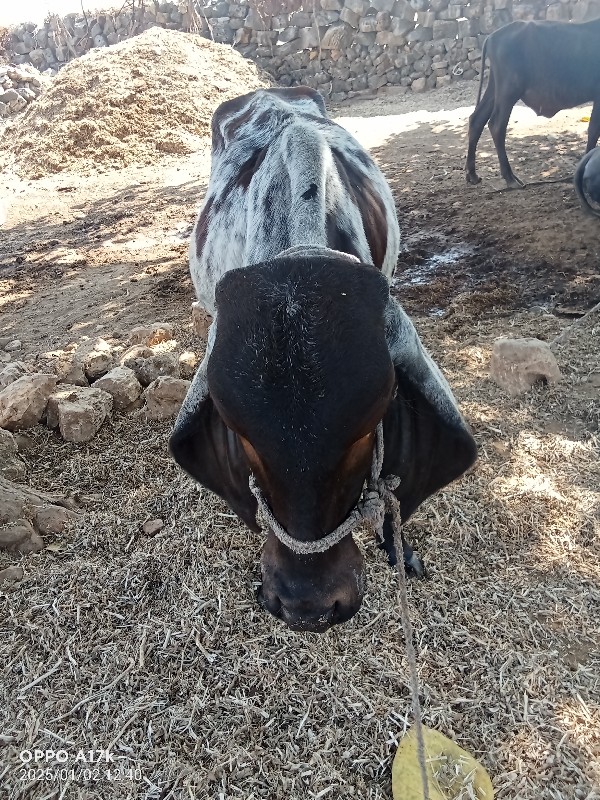 વાછડી વેચવાની છ...