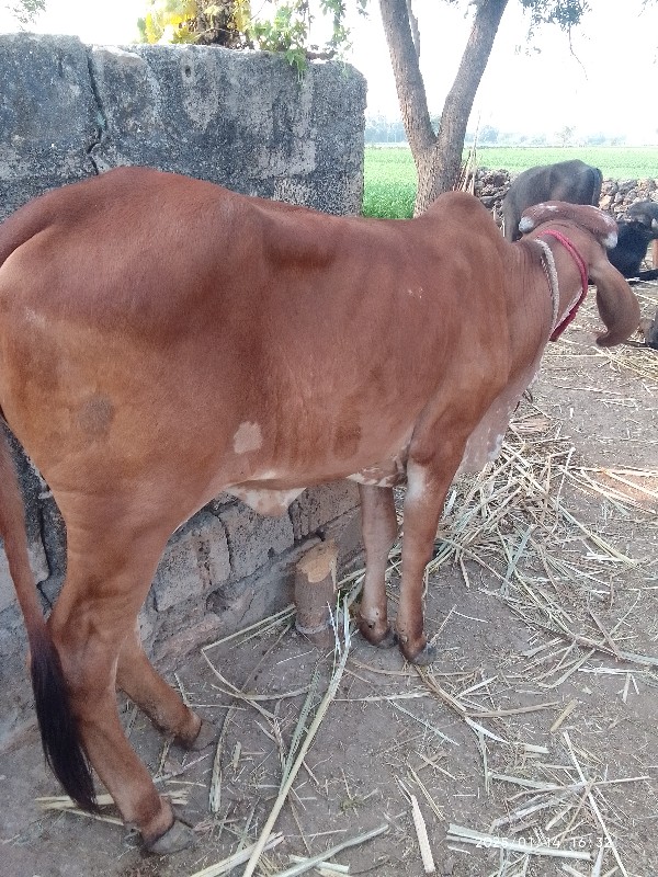 ગીર વાસડી. વેસવ...