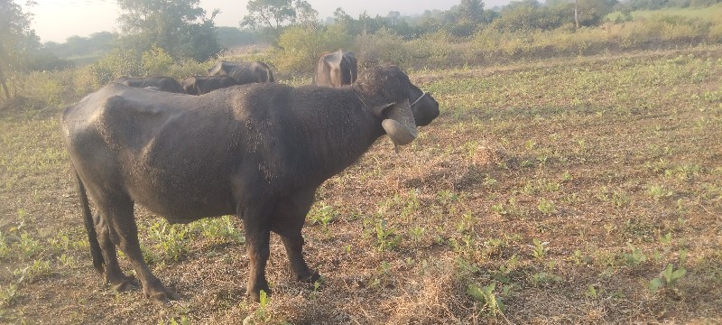 પાડો