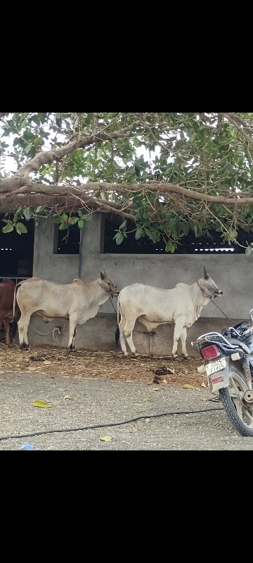 ગોઢલા વેચવાના છ...