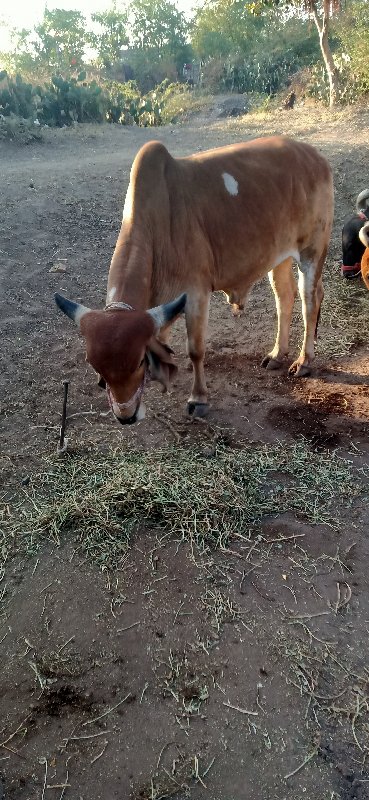 વિજયભાઈ