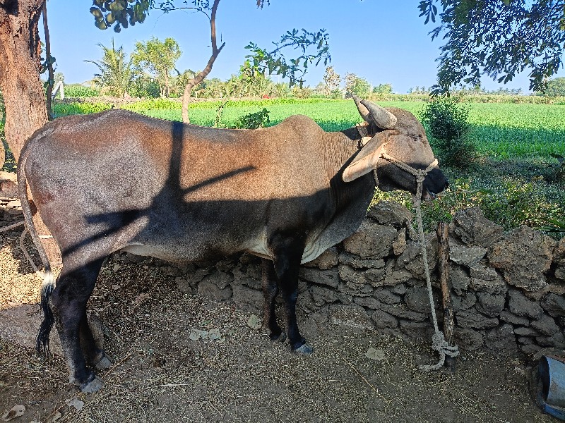 ગાય