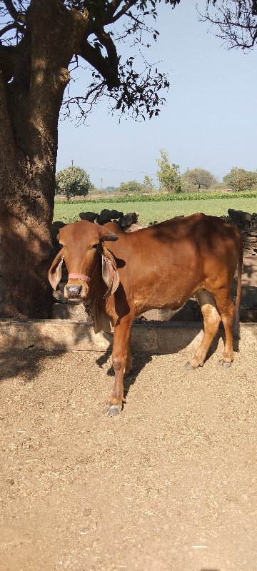 ગીર વાછડી વેચવા...