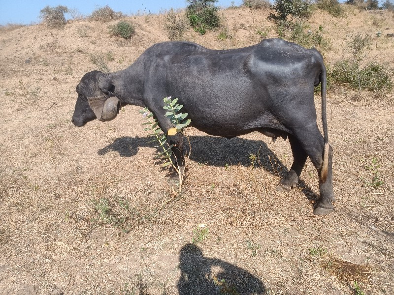 ભેંસ વેચવાની છે