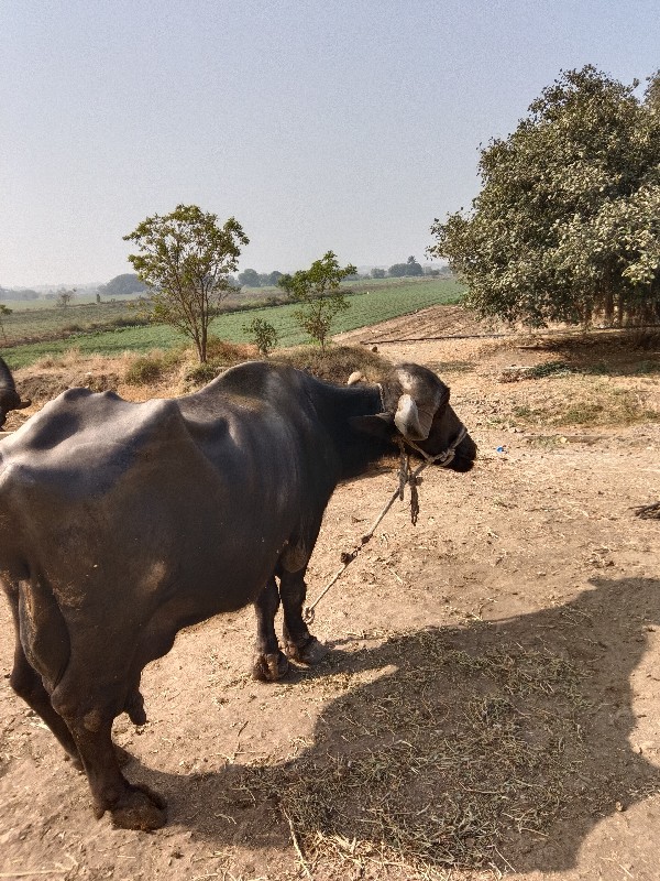 ભેંશ વેચવાની