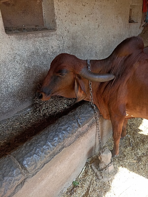 ગાય વેચવાની છે