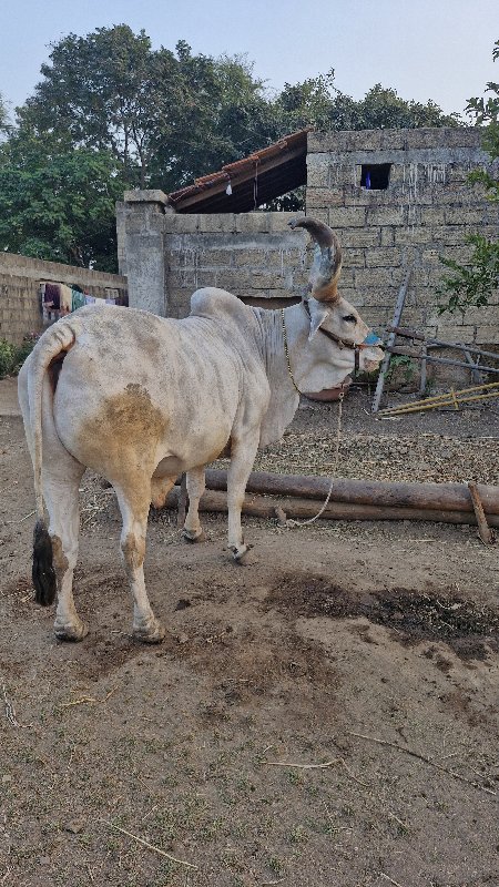 જોડ કરવાની છે