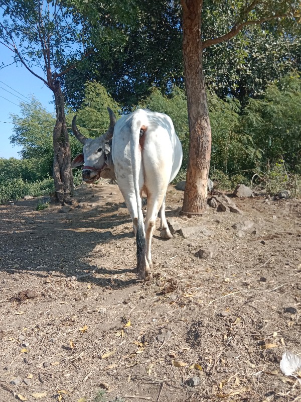 બળદ વેંચવાનો છે