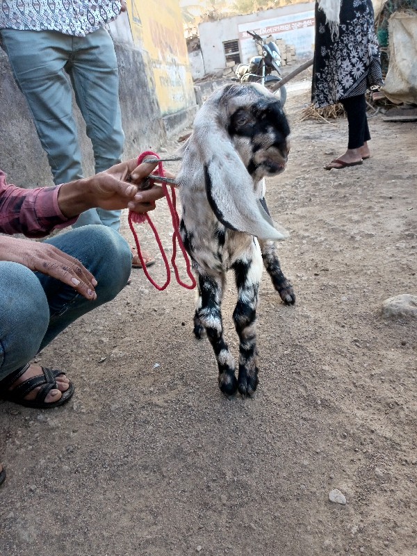 બંસી બેસવાની સે...