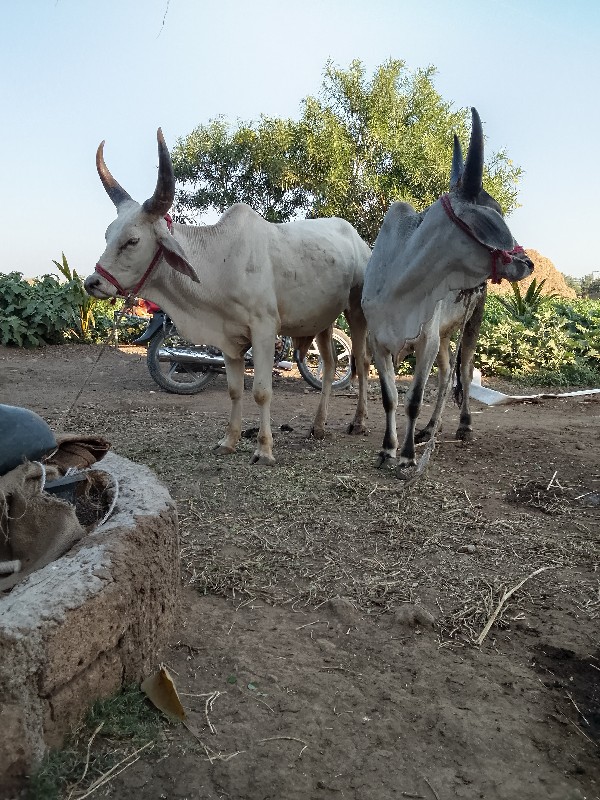 ફુલ હાલતા છે