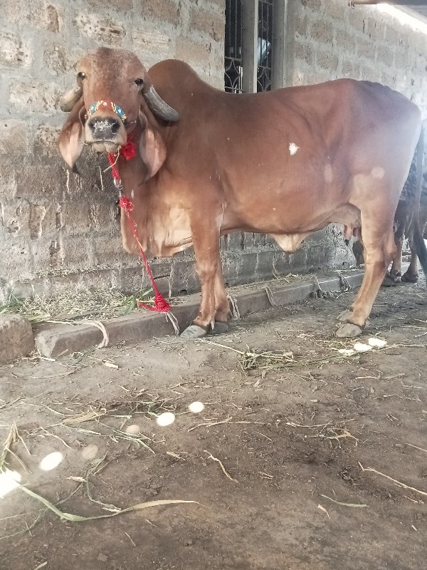 2 ગીર ગાય વેચવા...