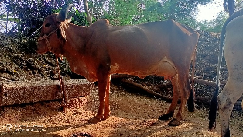 ગાય વેચવાની છે