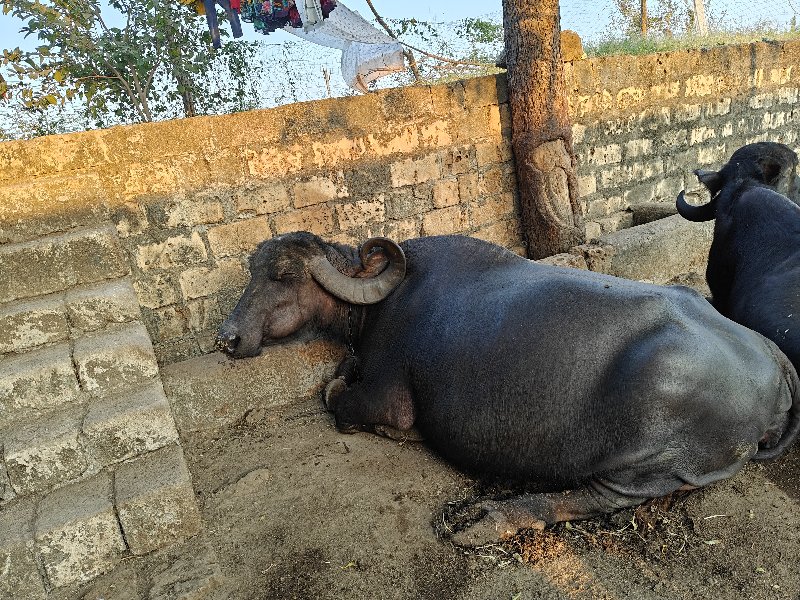 ભેંસ વેચવાની છે