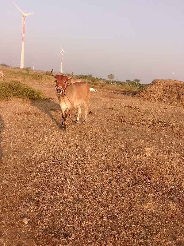 ચાલુછે