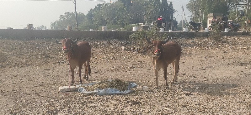 આગોઢલાઆવેશવાનાછ...