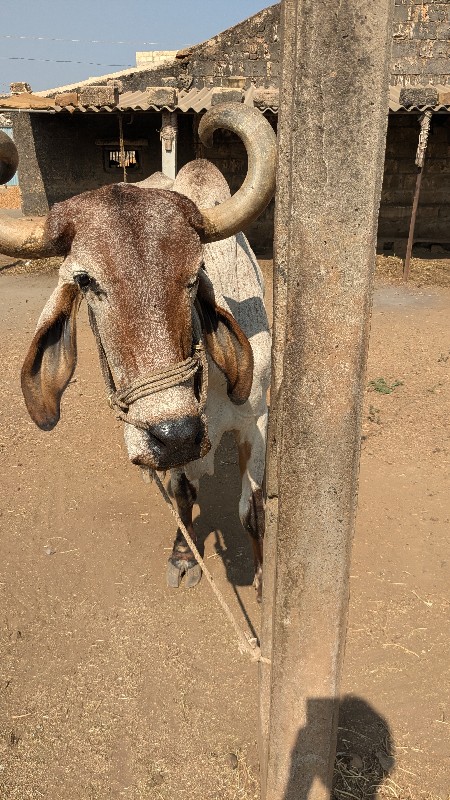 બળદ વેચવાના છે