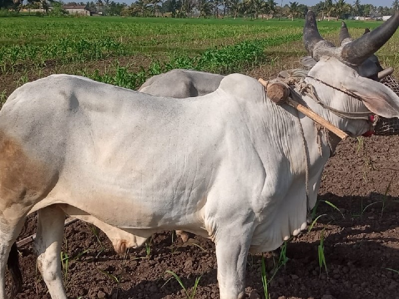 ગોધલા