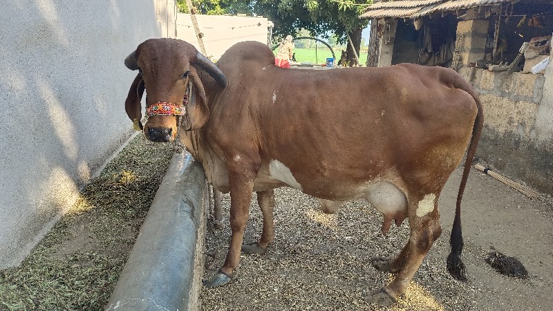 ગીર ગાય દેવાની...