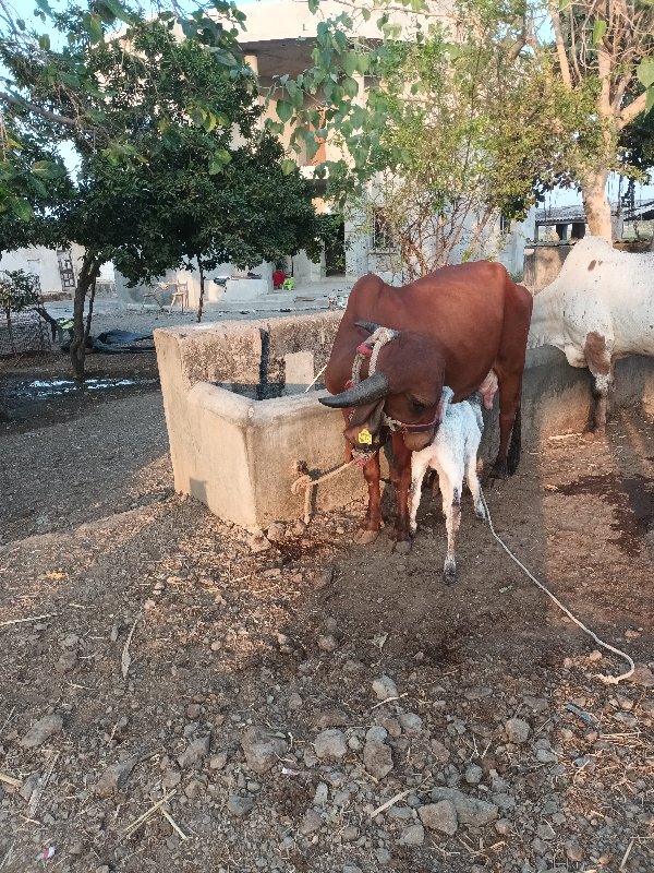 ગાય વેચવાની છે