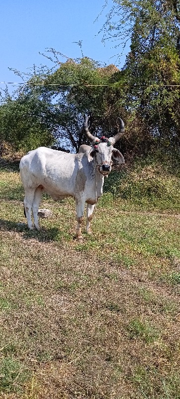 બળદ વેચવાના છે