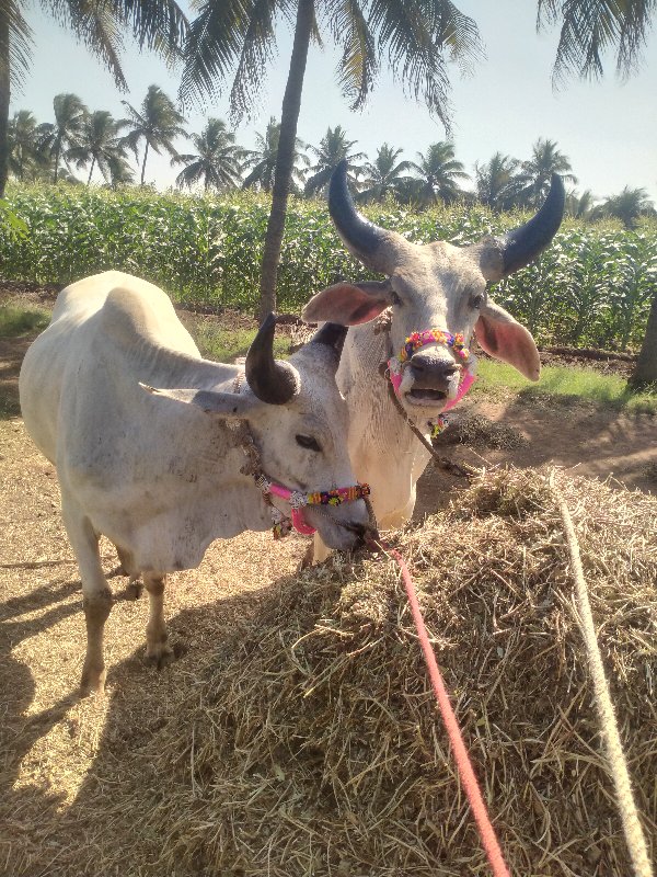 ગોડલા વેચવાના છ...