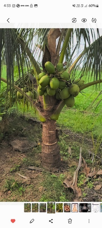 coconut bag