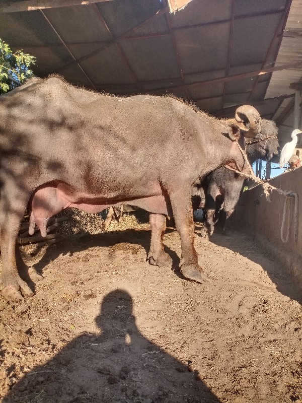 ભુરી ભૅસ વૅસવાન...