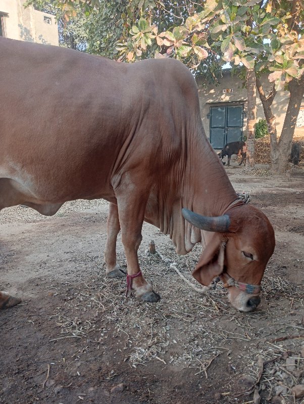 ગાય વેસવાની છે