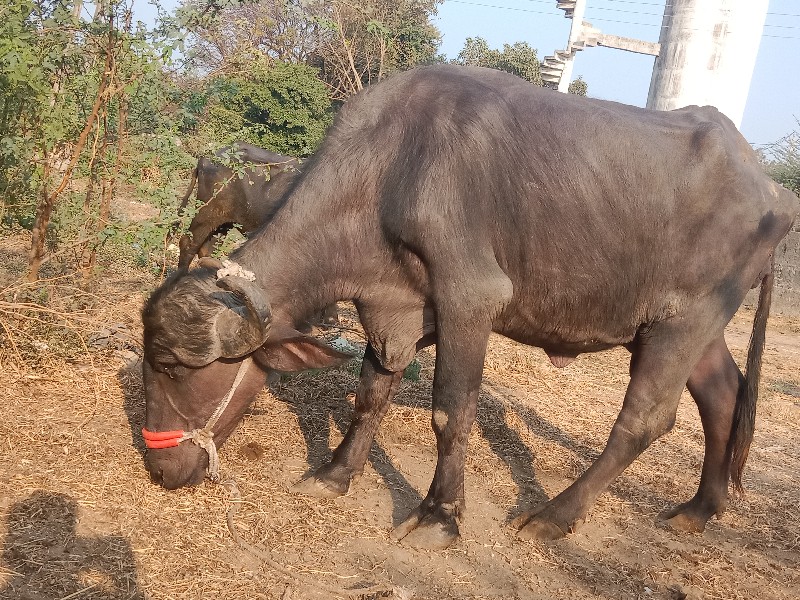 ભેંસ વેચવાની છે