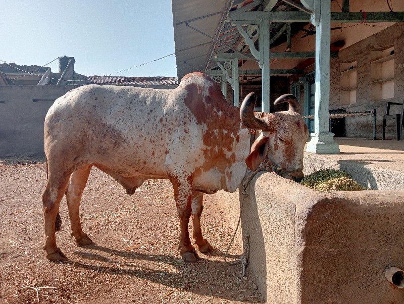 કાબરો એક બળદ દે...