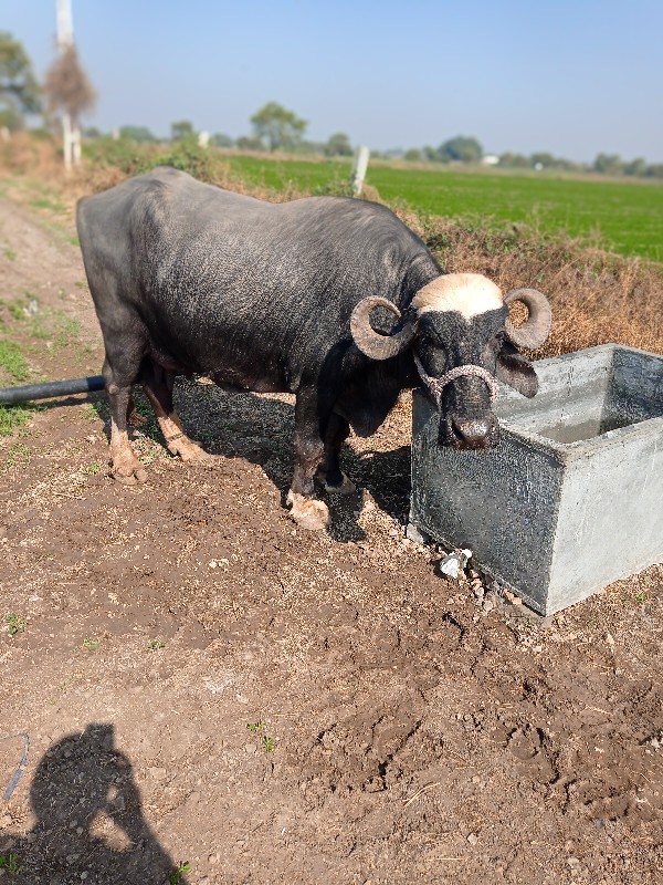 ભેંસ વેચવાની છે