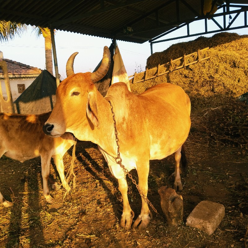 ગાય વહેંચવાની છ...