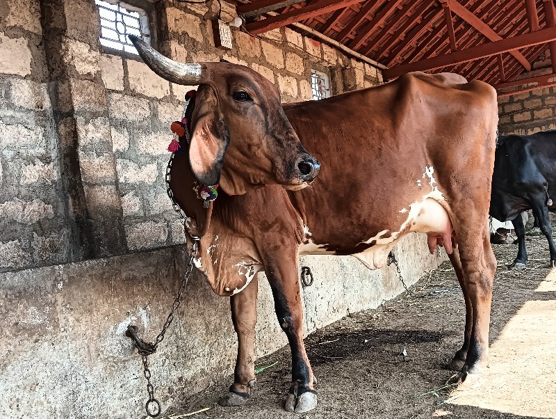 ગાય વેચવાની છે