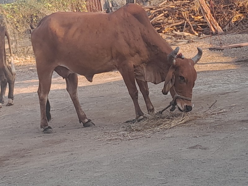 ગાયૂ વેચવાની છે