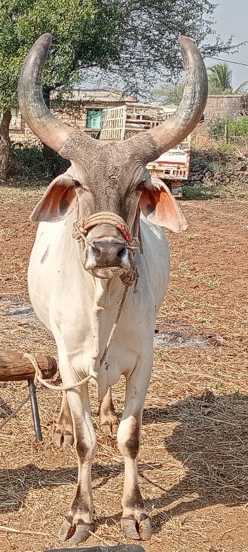 આ બળદ વેચવાના છ...