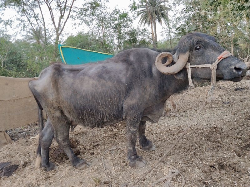 ભેંસ વેચવાની છે