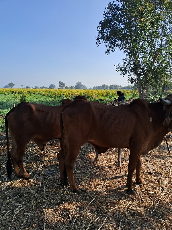 ગોઢલા વેચવાના છ...