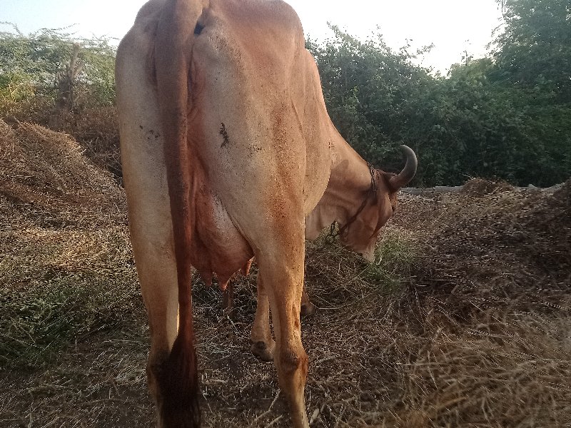 તીજુવેતર.દોવાની...