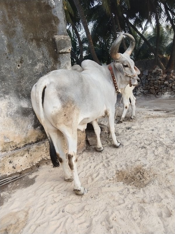 ગોઢલા વેચવાના છ...