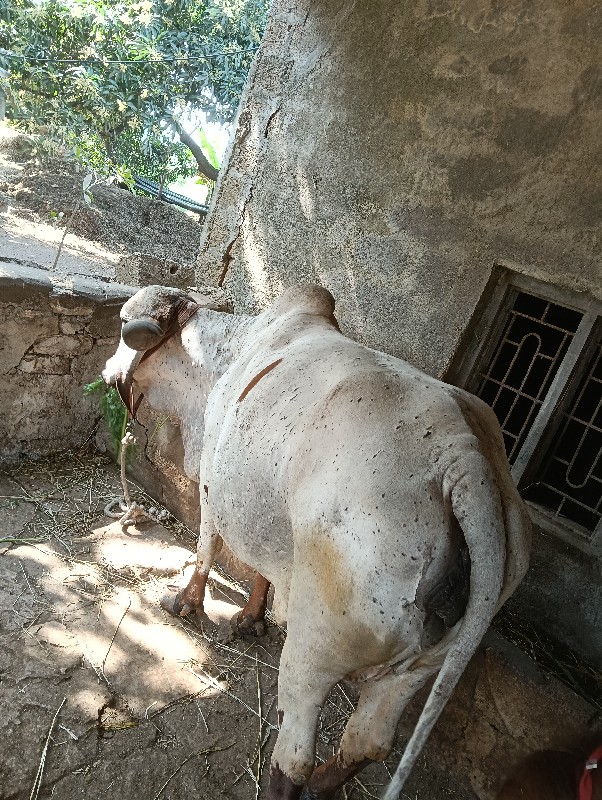 ત્રીજુ વેતર છે