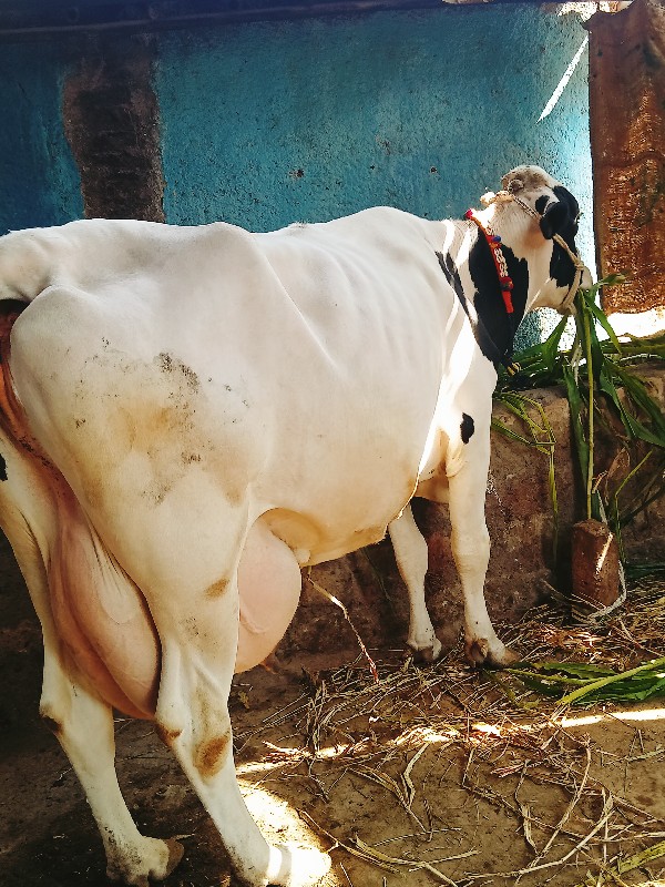 તીજુ વેતર બે દિ...